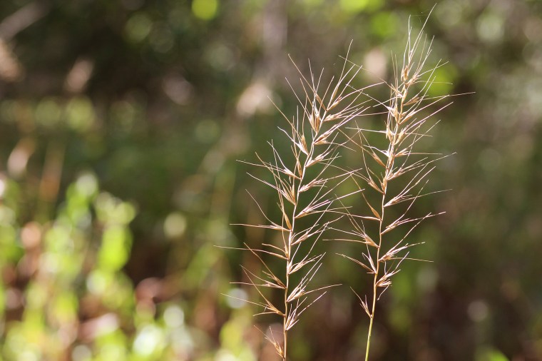 glory_renewed_fall_learning255648