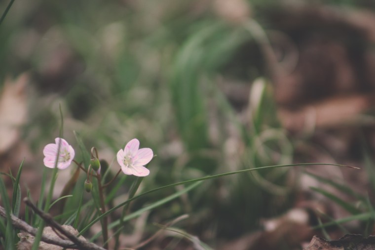 Nature_Disc_Golf-11[306]