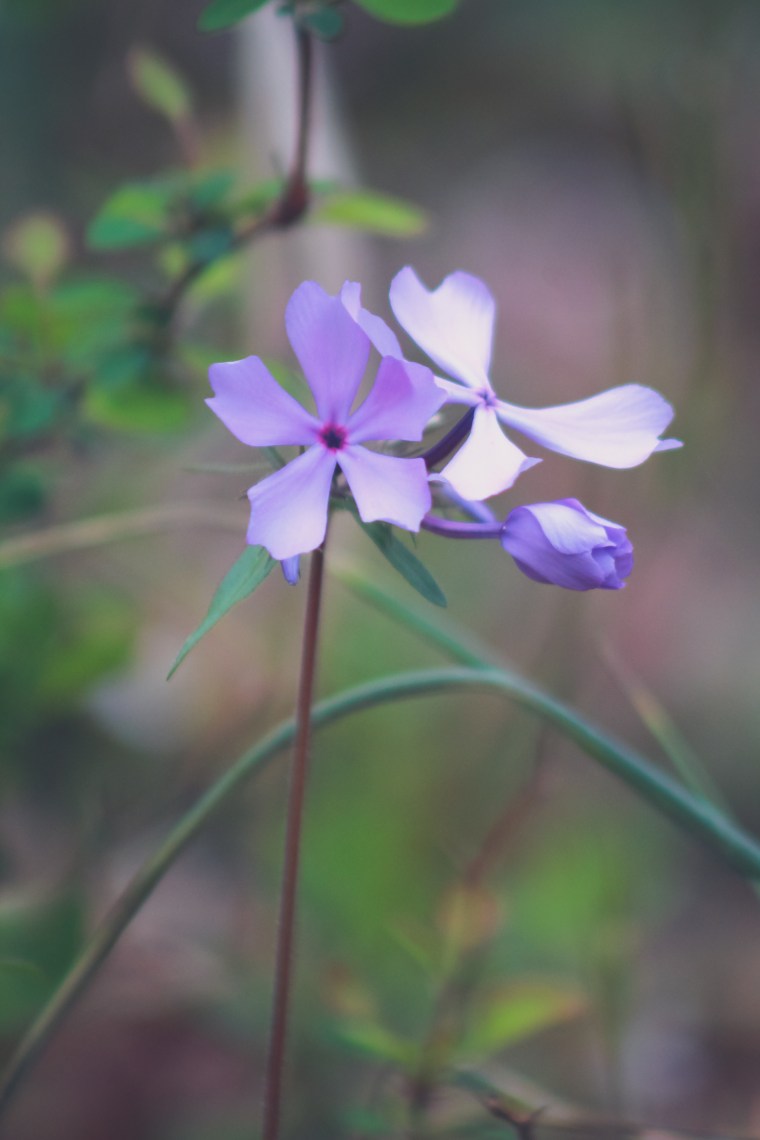 Nature_Disc_Golf-9[305]